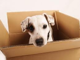 dogmoving